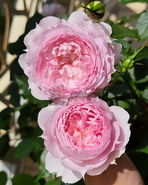 Rongrongyue Rose丨Your roses