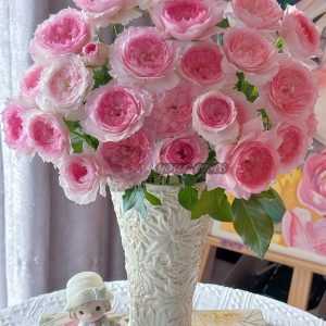 Rongrongyue Rose plant丨Your roses