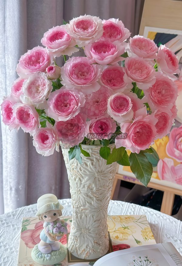 Rongrongyue Rose plant丨Your roses