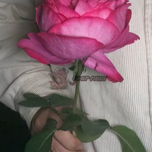 Rouge de Parfum Rose for sale丨Your roses