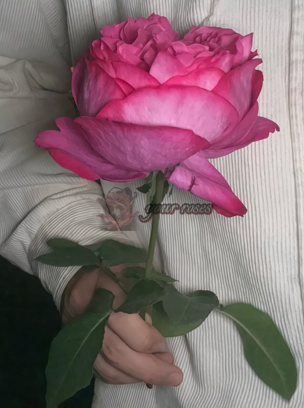 Rouge de Parfum Rose for sale丨Your roses