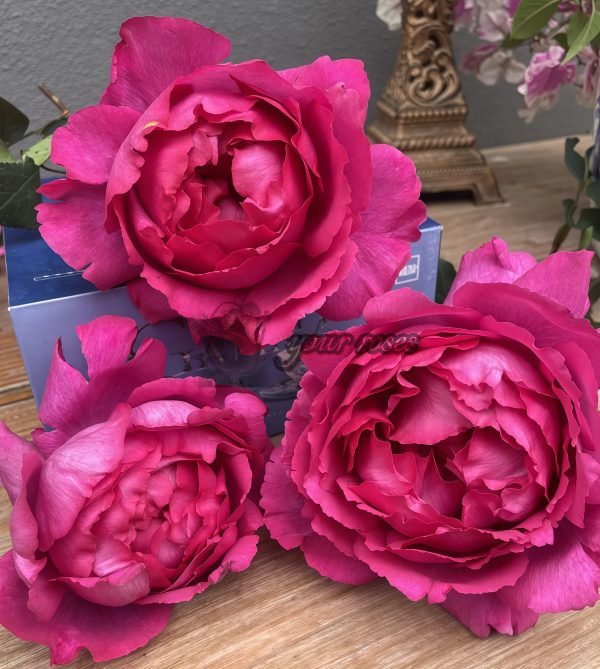 Rouge de Parfum Rose丨Your roses