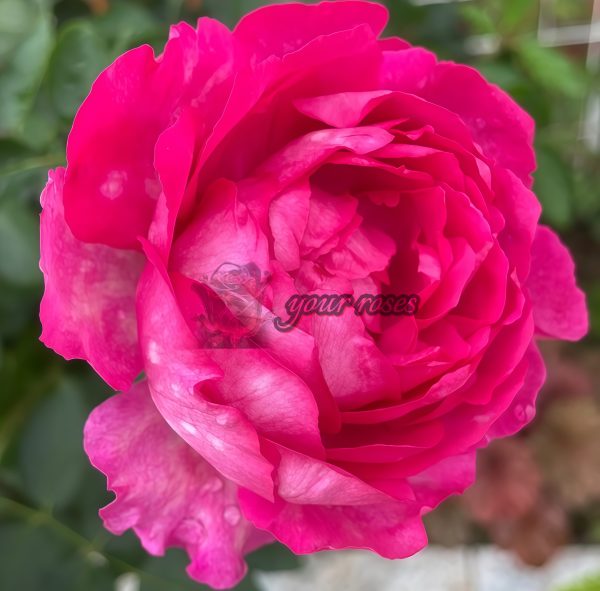 Rouge de Parfum Rose plant丨Your roses