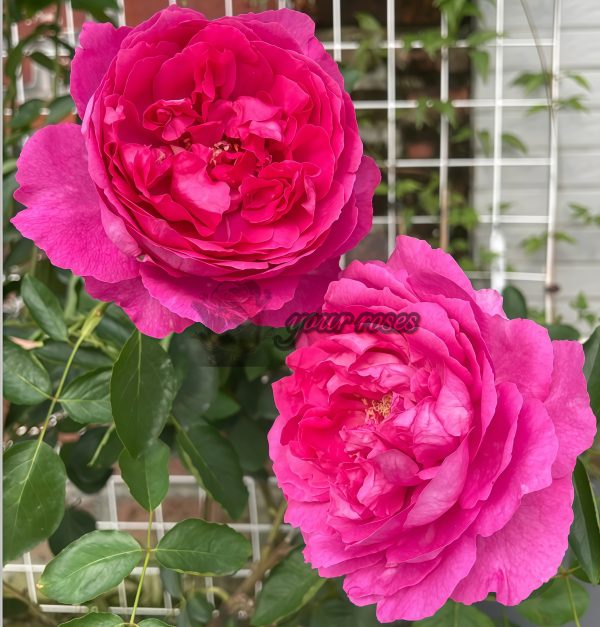 Rouge de Parfum Rose丨Your roses