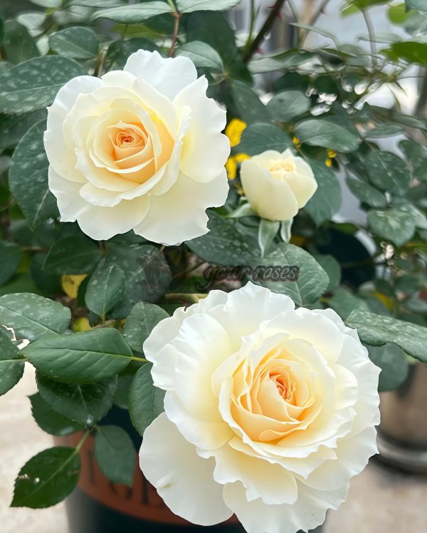 Royal Diva Rose丨Your roses