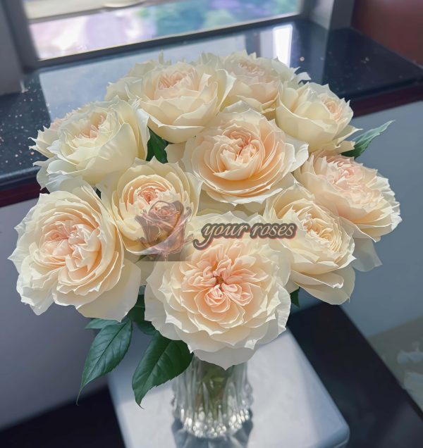 Royal Diva Rose plant丨Your roses