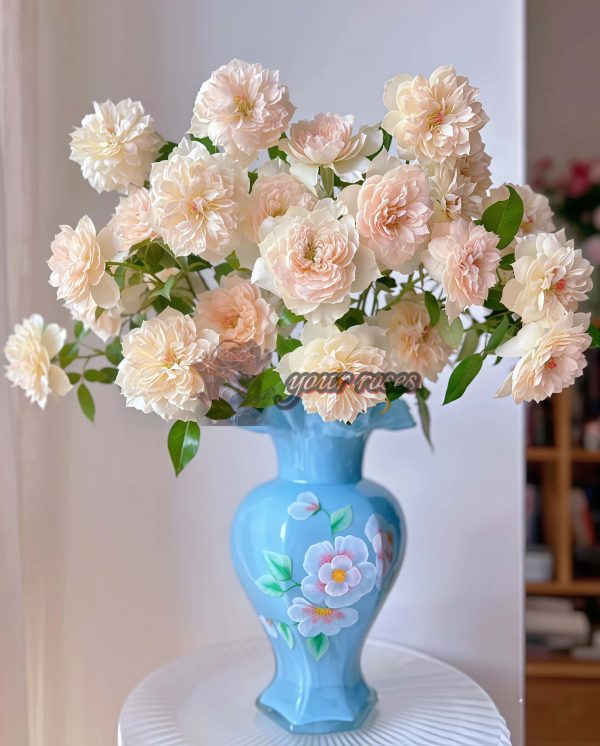 Royal Diva Rose for sale丨Your roses