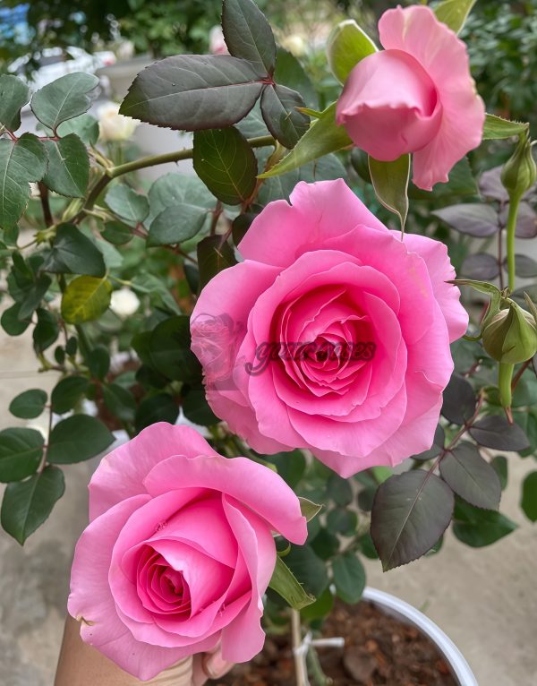 ShanghAI Lady Rose for sale丨Your roses
