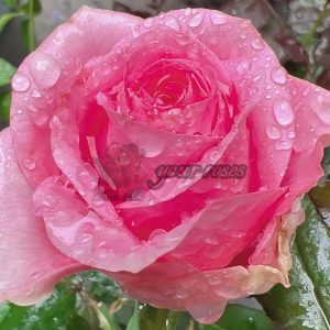 ShanghAI Lady Rose丨Your roses