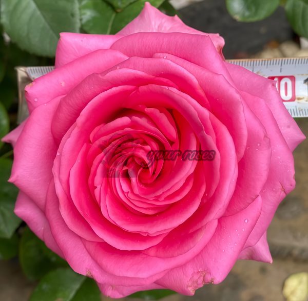 ShanghAI Lady Rose plant丨Your roses