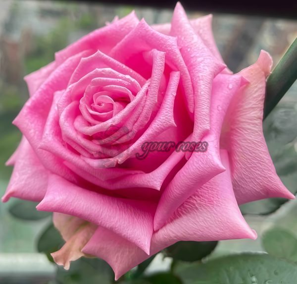 ShanghAI Lady Rose丨Your roses