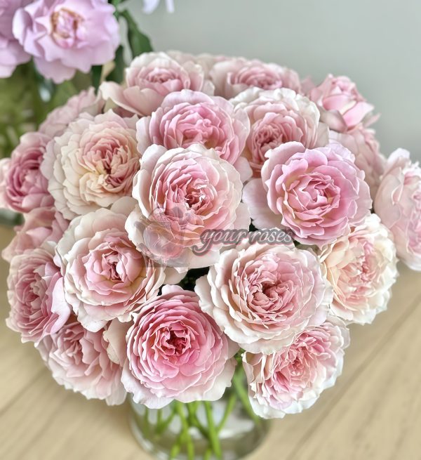 Sucre D'Art Rose for sale丨Your roses