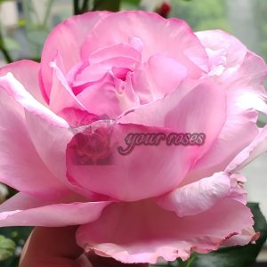 Sucre D'Art Rose丨Your roses