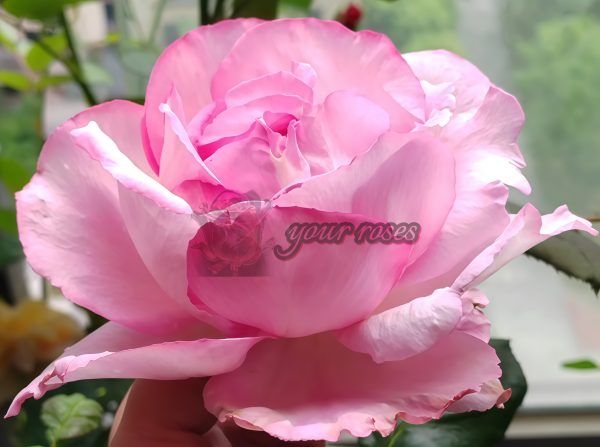 Sucre D'Art Rose丨Your roses