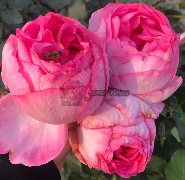 Sucre D'Art Rose plant丨Your roses