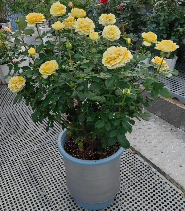 Sunny Smile Rose for sale丨Your roses