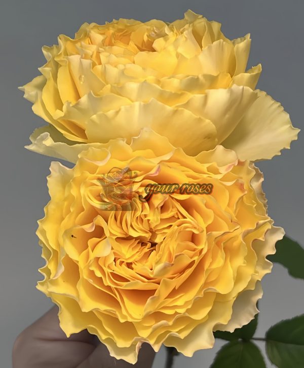 Sunny Smile Rose丨Your roses