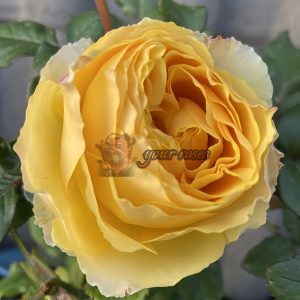 Sunny Smile Rose plant丨Your roses