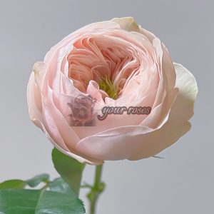 Sweet Diamond Rose for sale丨Your roses