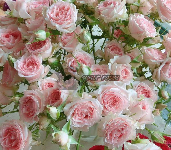 Sweet Sara Rose for sale丨Your roses