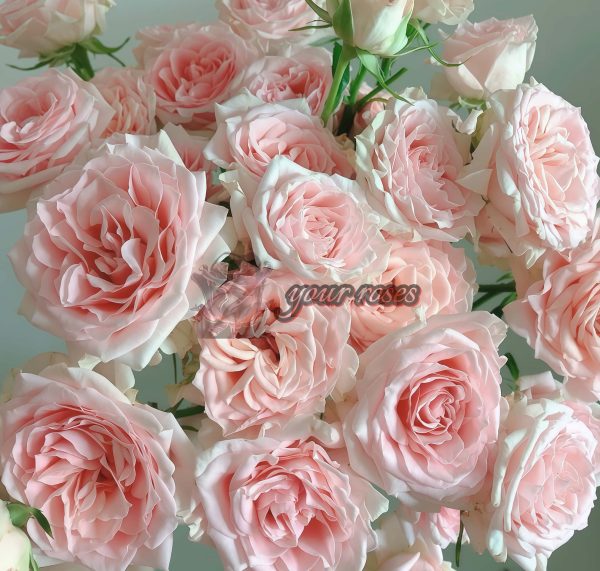 Sweet Sara Rose丨Your roses