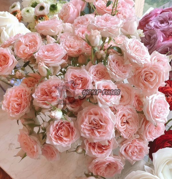 Sweet Sara Rose plant丨Your roses