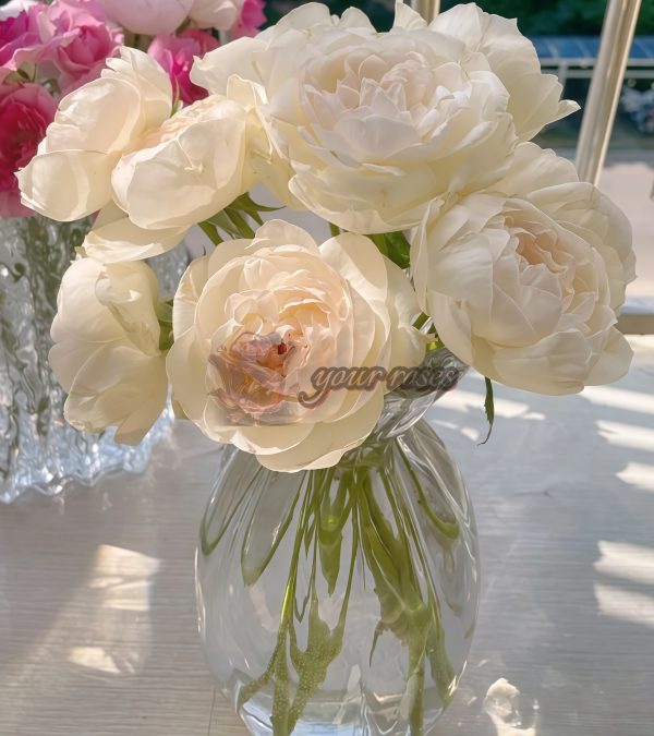 Towa Cup Rose plant丨Your roses