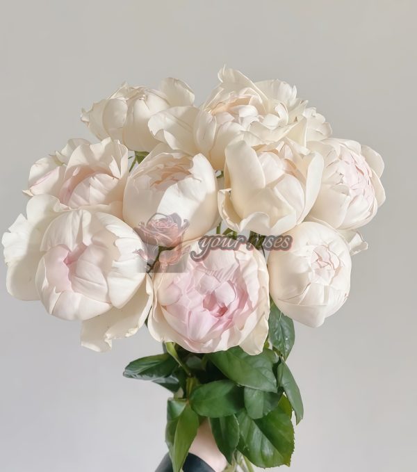 Towa Cup Rose 丨Your roses