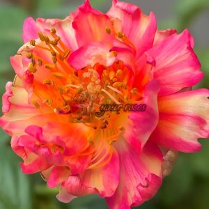 True Color 230 Rose for sale丨Your roses