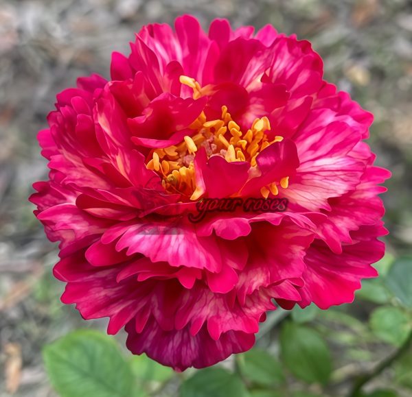 True Color 230 Rose丨Your roses