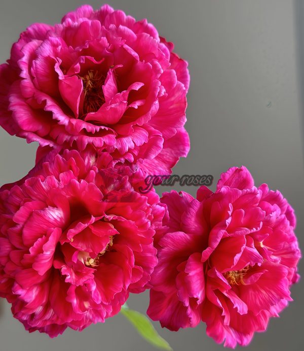 True Color 230 Rose plant丨Your roses