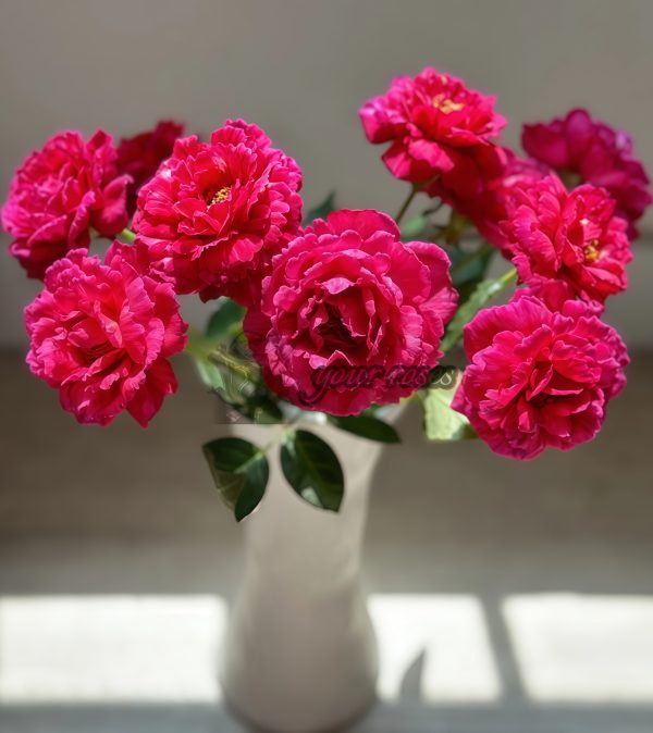True Color 230 Rose丨Your roses