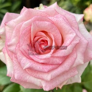 Very Cute Rose plant丨Your roses