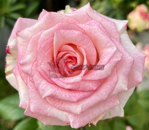 Very Cute Rose plant丨Your roses