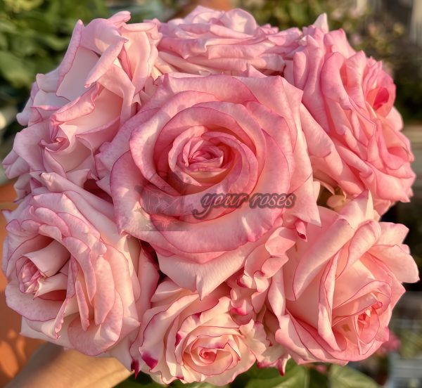 Very Cute Rose丨Your roses