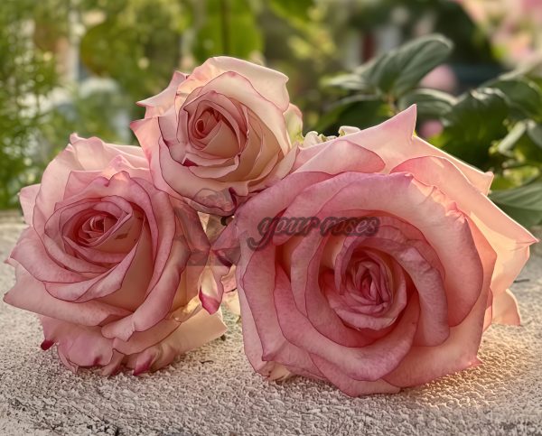 Very Cute Rose for sale丨Your roses