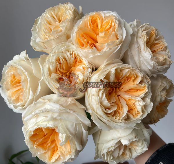 Victorian Peach Rose for sale丨Your roses