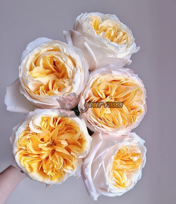 Victorian Peach Rose丨Your roses