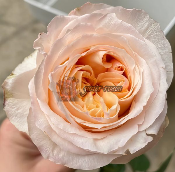 Victorian Peach Rose plant丨Your roses