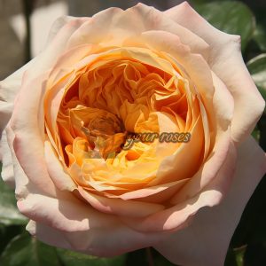 Victorian Peach Rose丨Your roses