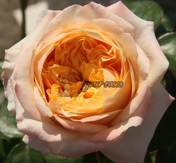Victorian Peach Rose丨Your roses
