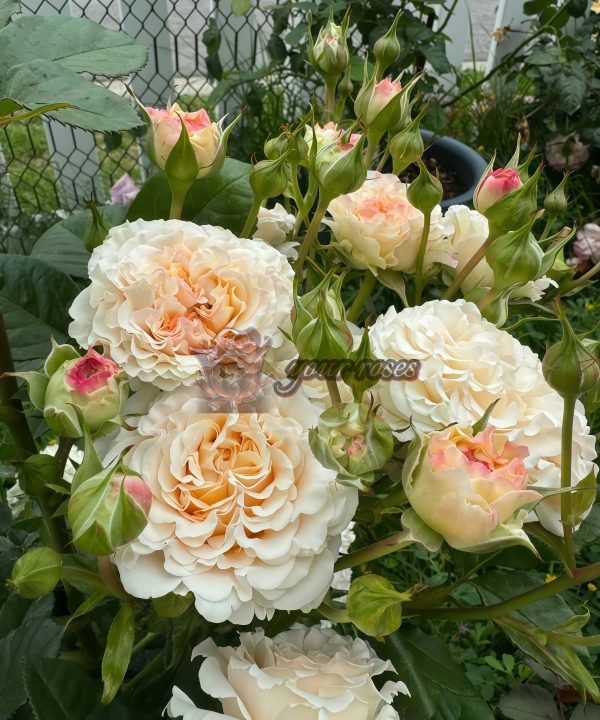 Wedding Rosevert Rose plant丨Your roses