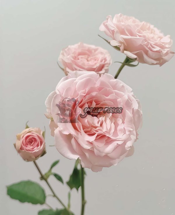 Wedding Rosevert Rose for sale丨Your roses