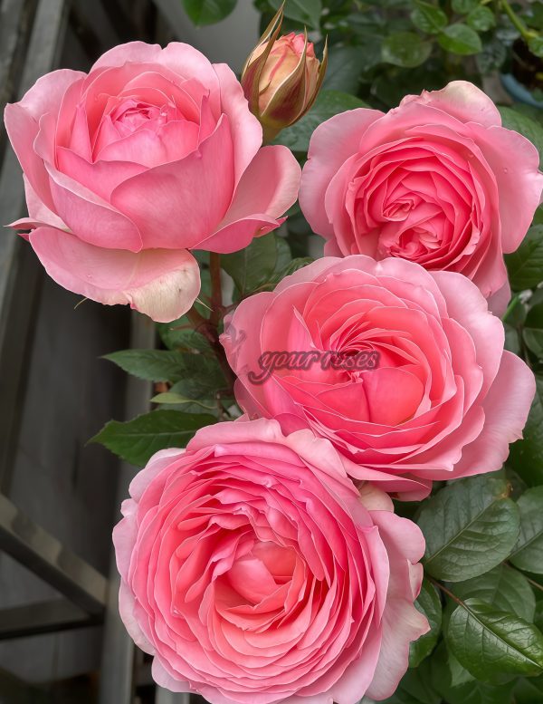 Yang Yuhuan Rose plant丨Your roses