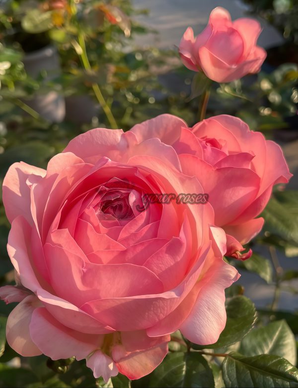 Yang Yuhuan Rose丨Your roses