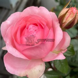 Yang Yuhuan Rose for sale丨Your roses