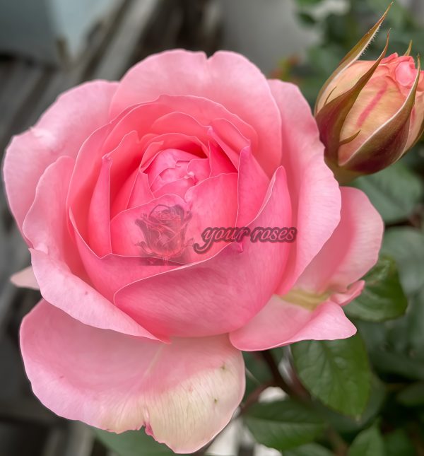 Yang Yuhuan Rose for sale丨Your roses