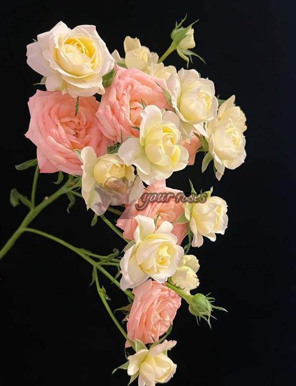 Zanhua Xiao Rose丨Your roses