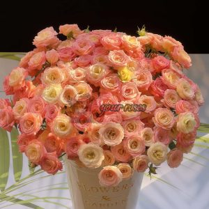 Zanhua Xiao Rose plant丨Your roses