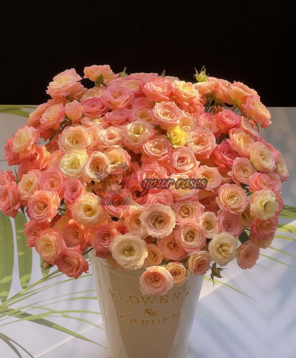 Zanhua Xiao Rose plant丨Your roses